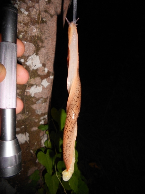 Il mio primo Limax dell'' millipunctatus-gruppo!
